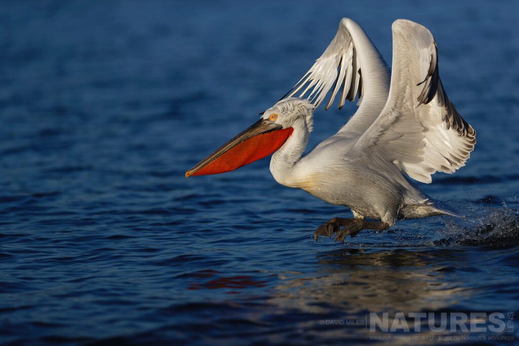 A Dalmatian Pelican takes flight from the deep blue waters of Lake Kerkini photographed during one of the NaturesLens Dalmatian Pelican Photography Holidays