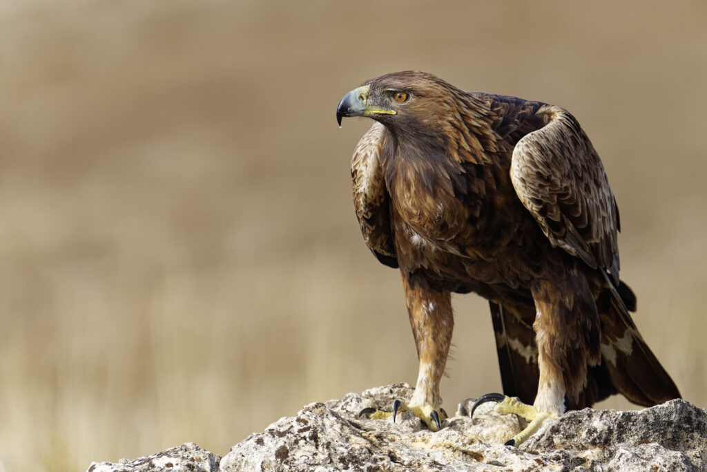 A Golden Eagle photographed at the locations used for the NaturesLens Eagles Other Birdlife of Northern Spain photography holiday