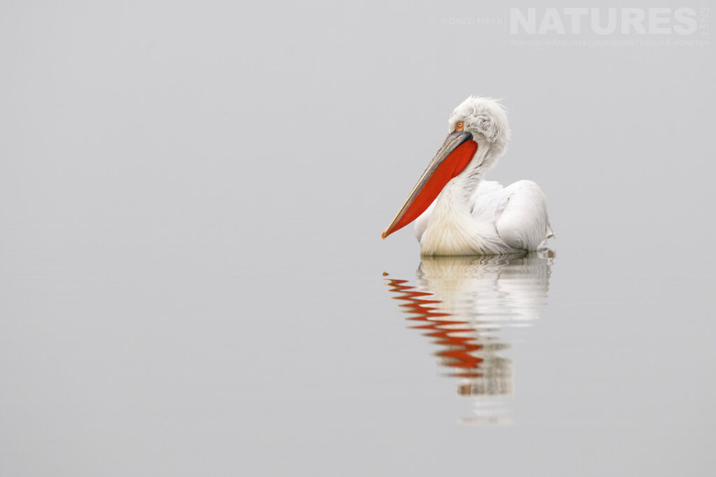 A Pelican drifts on the calm waters with its reflection beneath photographed during one of the NaturesLens Dalmatian Pelican Photography Holidays