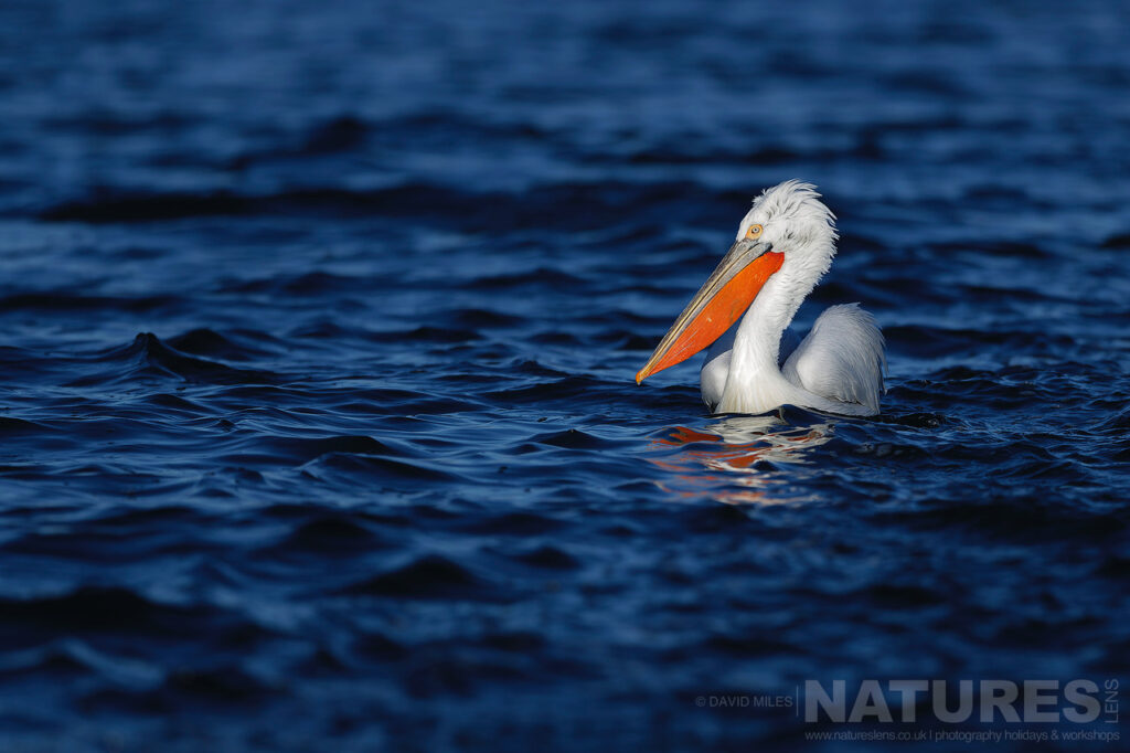 A Pelican drifts on the deep blue waters of Lake Kerkini photographed during one of the NaturesLens Dalmatian Pelican Photography Holidays