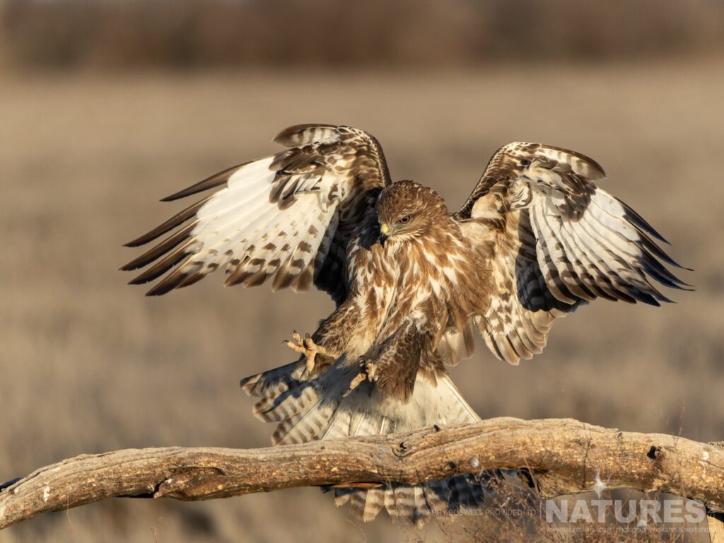 A buzzard lands on a perch in one of the open areas of the estate photographed during the NaturesLens Winter Birds of Toledo wildlife photography holiday