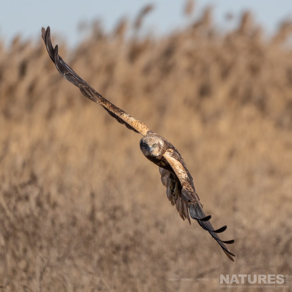 A marsh harrier flies straight towards the photographer over the grasslands of the estate photographed during the NaturesLens Winter Birds of Toledo wildlife photography holiday