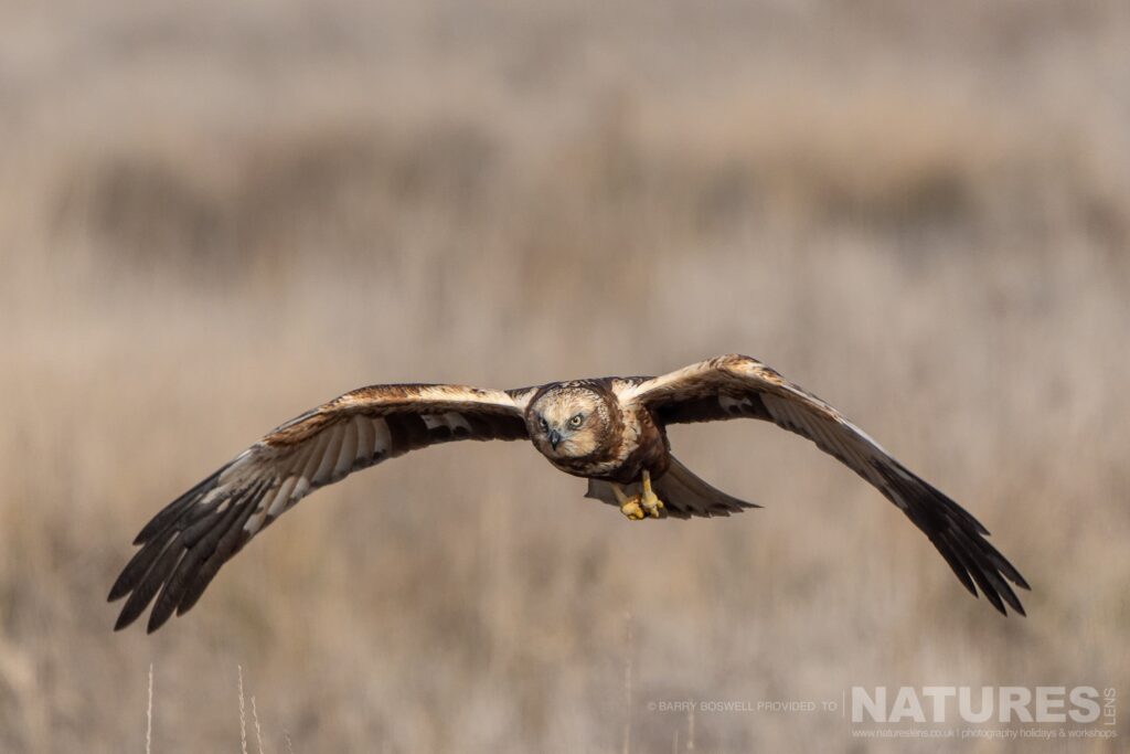 A marsh harrier in flight over the grasslands of the estate photographed during the NaturesLens Winter Birds of Toledo wildlife photography holiday