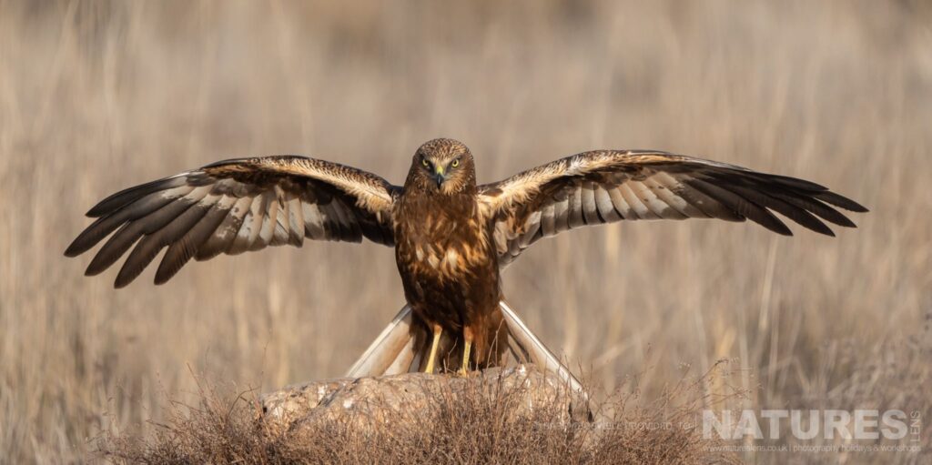 A marsh harrier lands on a rock in one of the areas of the estate photographed during the NaturesLens Winter Birds of Toledo wildlife photography holiday