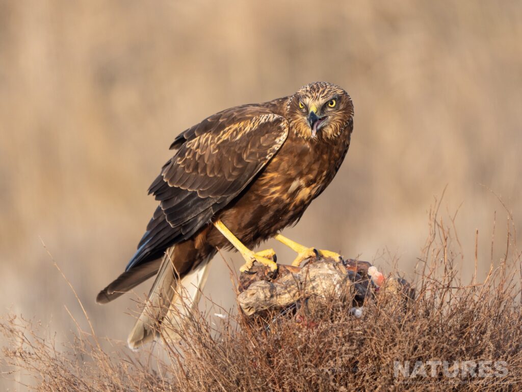 A marsh harrier on a perch in one of the areas of the estate photographed during the NaturesLens Winter Birds of Toledo wildlife photography holiday