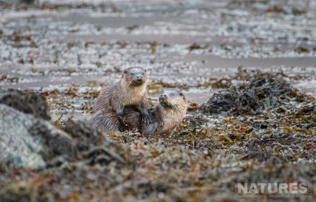 A pair of Eurasian otters amongst the kelp photographed by Neil Davidson during one of the NaturesLens photography Holidays to the Isle of Mull