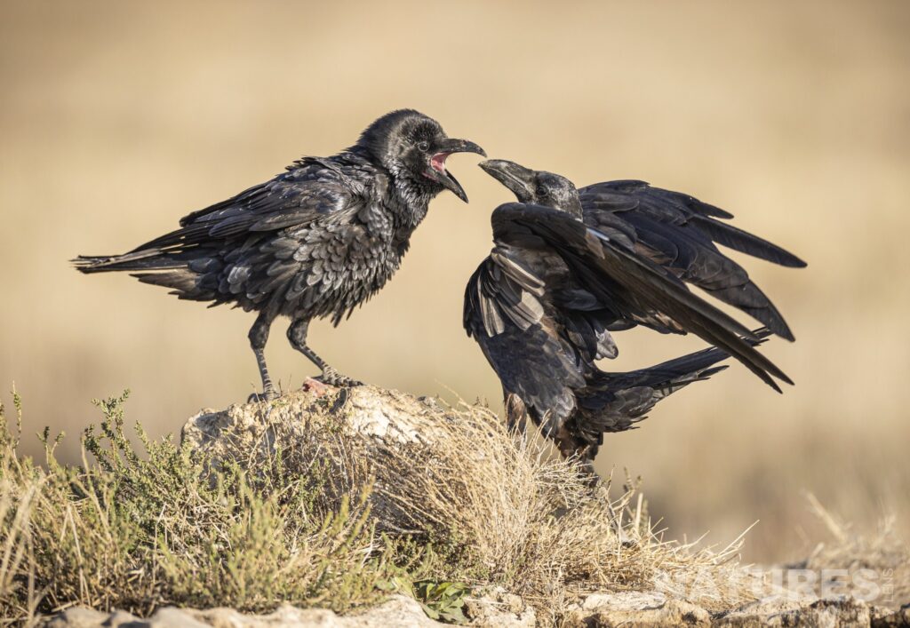 A pair of Ravens squabbling on a rock photographed during a NaturesLens Wildlife Photography Holiday to Spain