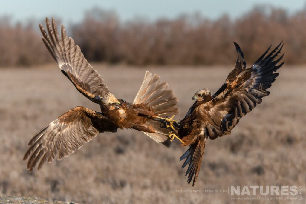 A pair of marsh harriers locked in combat in one of the open areas of the estate photographed during the NaturesLens Winter Birds of Toledo wildlife photography holiday