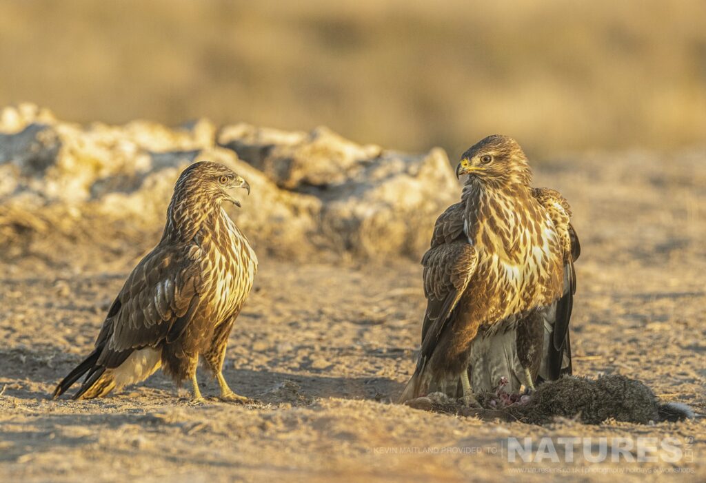 A pair of the buzzards found on the estate photographed during a NaturesLens Wildlife Photography Holiday to Spain