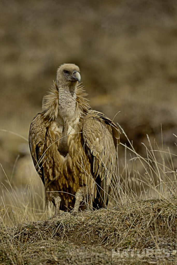 A portrait of a Griffon Vulture photographed during the Lammergeier Golden Eagle photography holiday by Tony Coombs