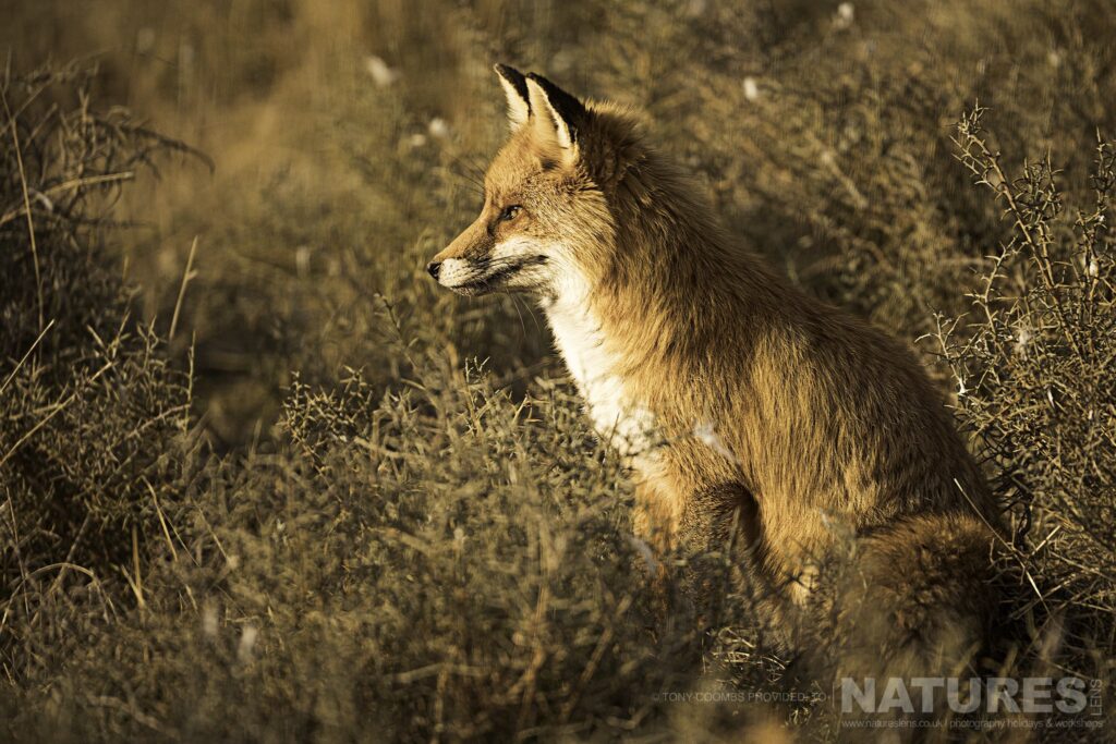 A red fox basking in the evening sun photographed during the Lammergeier Golden Eagle photography holiday by Tony Coombs