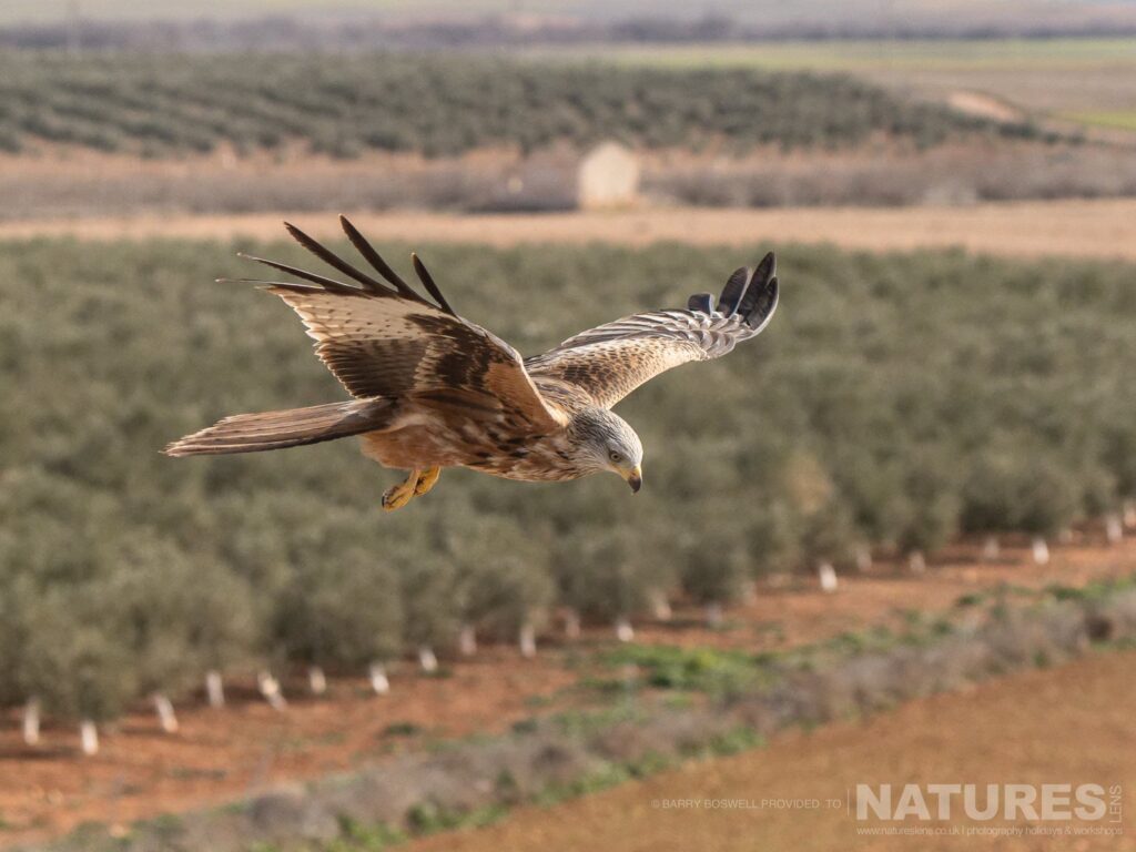 A red kite soars above the massive olive grove which are found all over the estate photographed during the NaturesLens Winter Birds of Toledo wildlife photography holiday