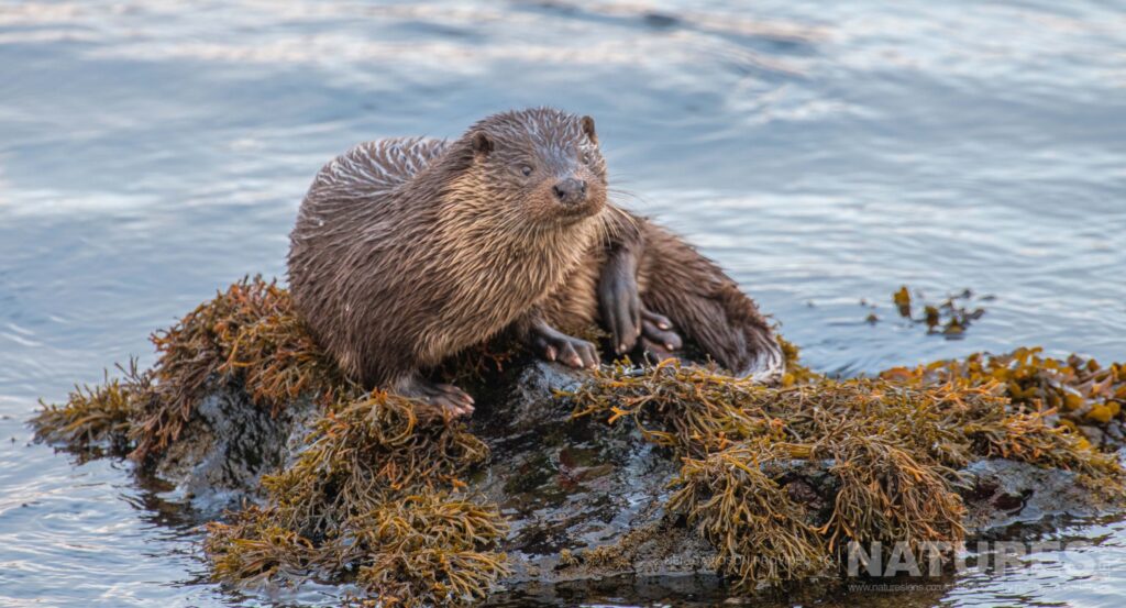 A solitary Eurasian otter on a kelp covered rock photographed by Neil Davidson during one of the NaturesLens photography Holidays to the Isle of Mull