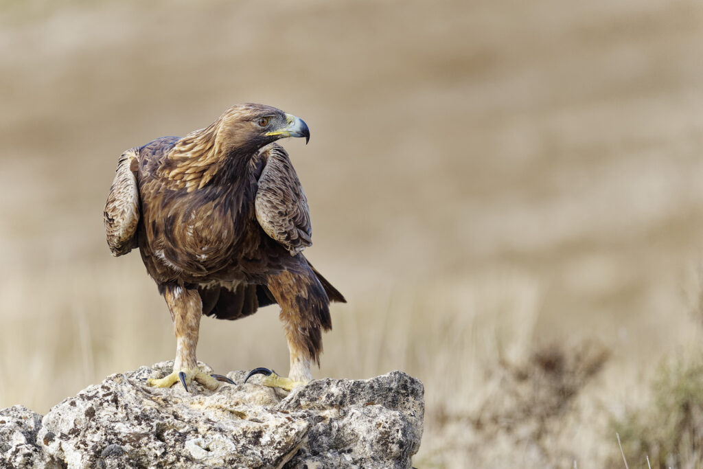 A splendid Golden Eagle perched on a rock photographed at the locations used for the NaturesLens Eagles Other Birdlife of Northern Spain photography holiday