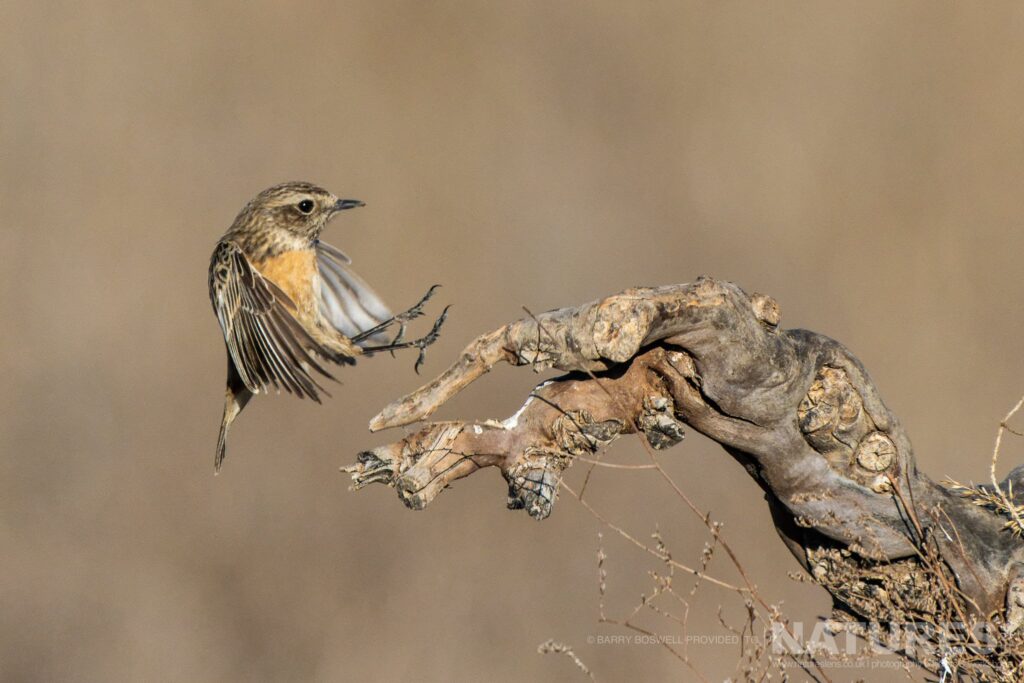 A stonechat lands on a perch in one of the areas of the estate photographed during the NaturesLens Winter Birds of Toledo wildlife photography holiday