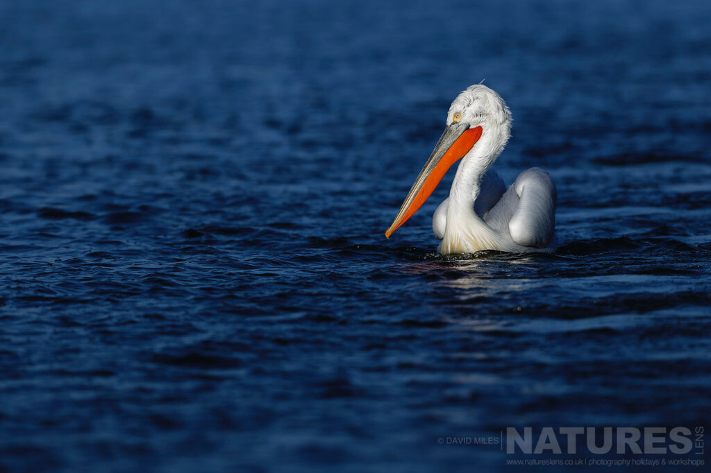 One of Kerkinis Dalmatian Pelican drifts on the deep blue waters of the lake photographed during one of the NaturesLens Dalmatian Pelican Photography Holidays