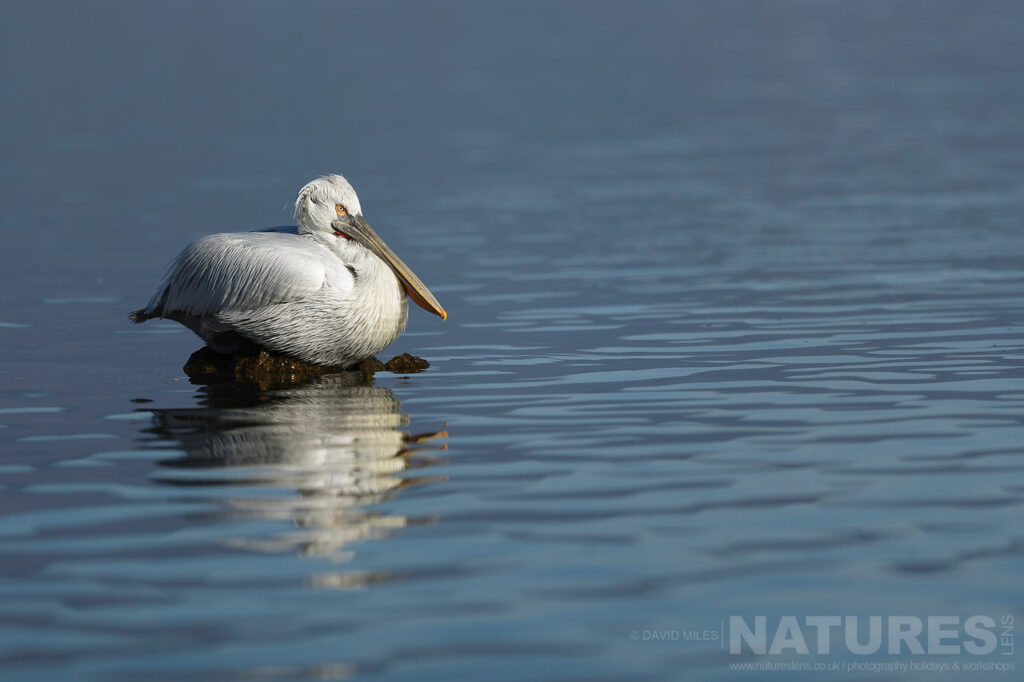 One of Lake Kerkinis Dalmatian Pelicans perched on a tiny rock photographed during one of the NaturesLens Dalmatian Pelican Photography Holidays