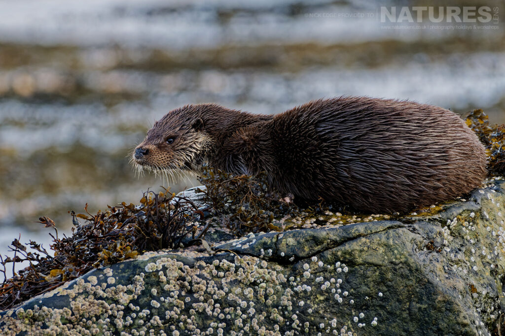 One of Mulls Eurasian otters perched on a kelp covered rock photographed by Nick Edge during a NaturesLens Wildlife of Mull photography holiday 1