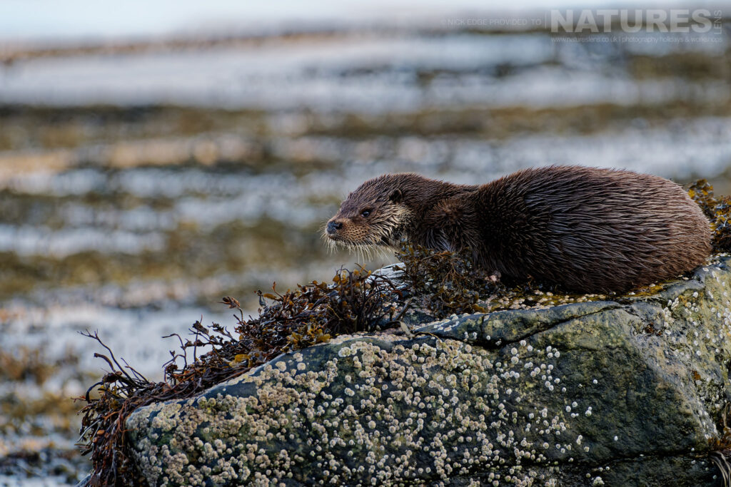 One of Mulls Eurasian otters perched on a kelp covered rock photographed by Nick Edge during a NaturesLens Wildlife of Mull photography holiday