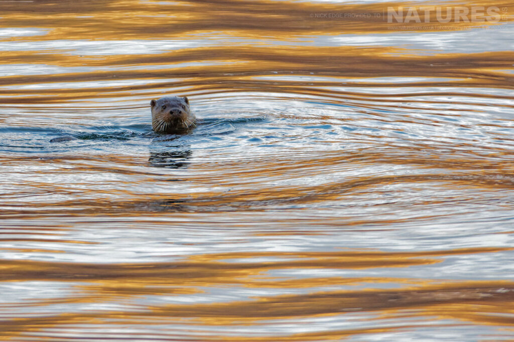 One of Mulls Eurasian otters swimming in loch waters photographed by Nick Edge during a NaturesLens Wildlife of Mull photography holiday