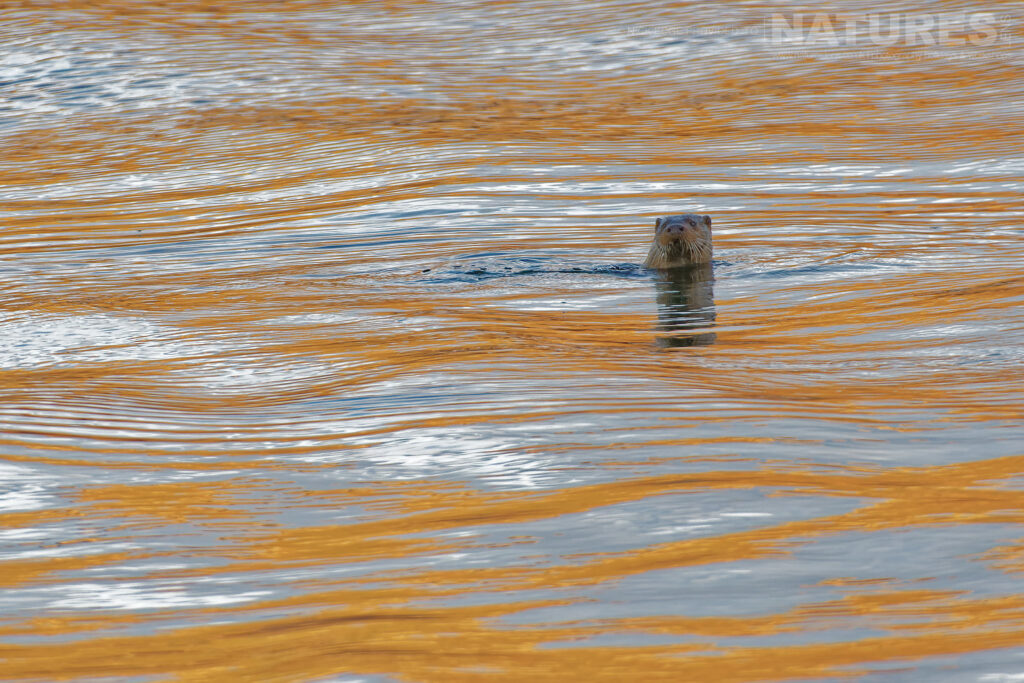 One of Mulls Eurasian otters swimming in the shallow waters photographed by Nick Edge during a NaturesLens Wildlife of Mull photography holiday