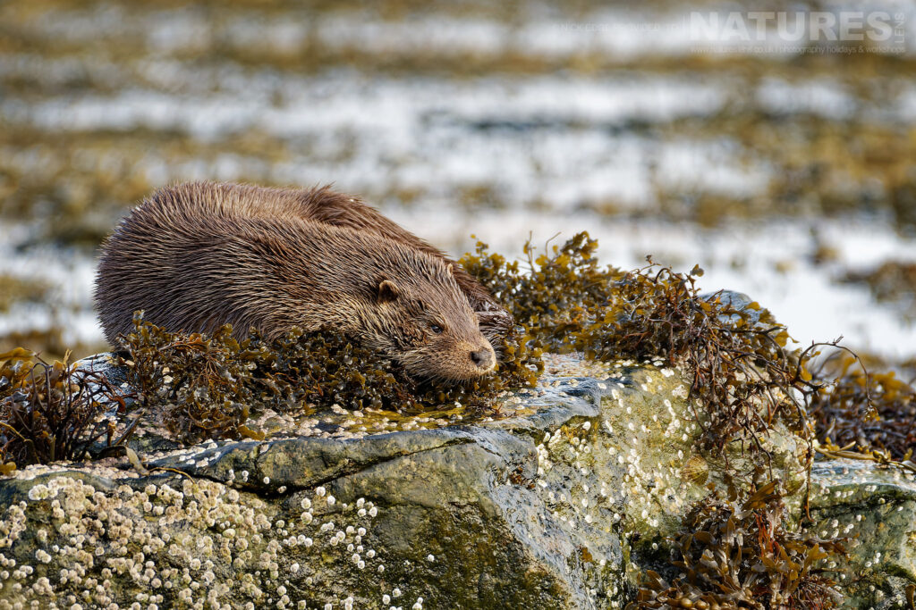 One of Mulls otters falls asleep on a kelp covered rock photographed by Nick Edge during a NaturesLens Wildlife of Mull photography holiday