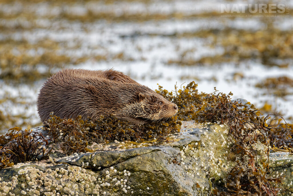 One of Mulls otters keeps an eye on its surroundings from a kelp covered rock photographed by Nick Edge during a NaturesLens Wildlife of Mull photography holiday