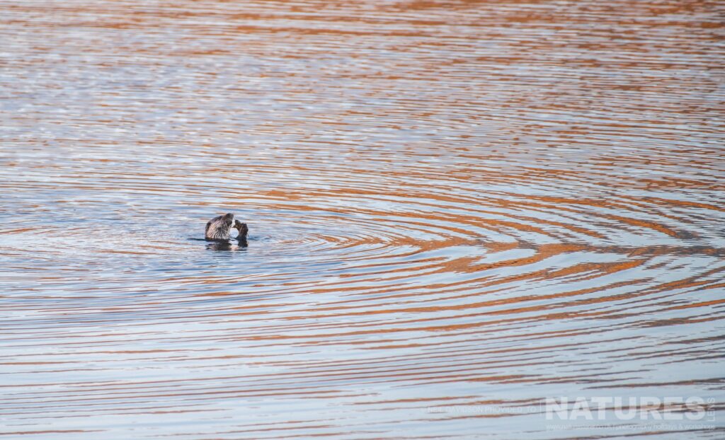 One of Mulls otters making ripples in the loch waters photographed by Neil Davidson during one of the NaturesLens photography Holidays to the Isle of Mull