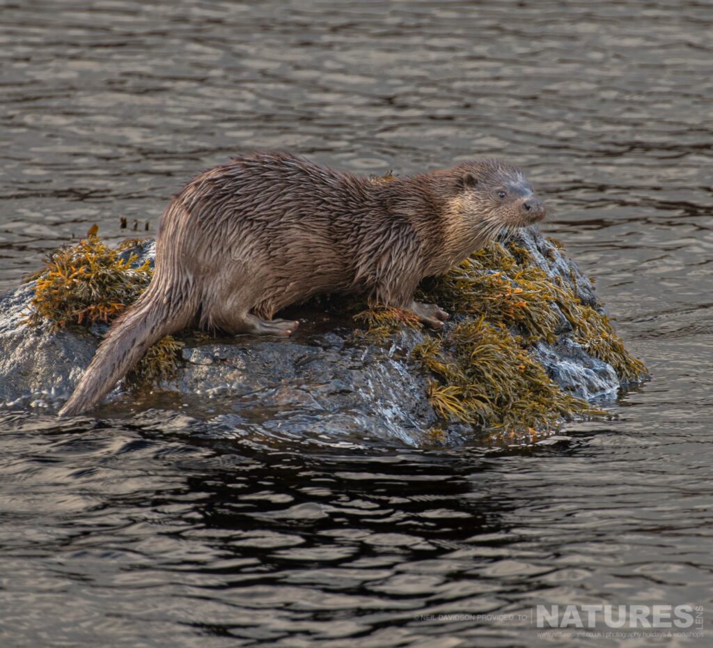 One of Mulls otters on a kelp covered rock photographed by Neil Davidson during one of the NaturesLens photography Holidays to the Isle of Mull