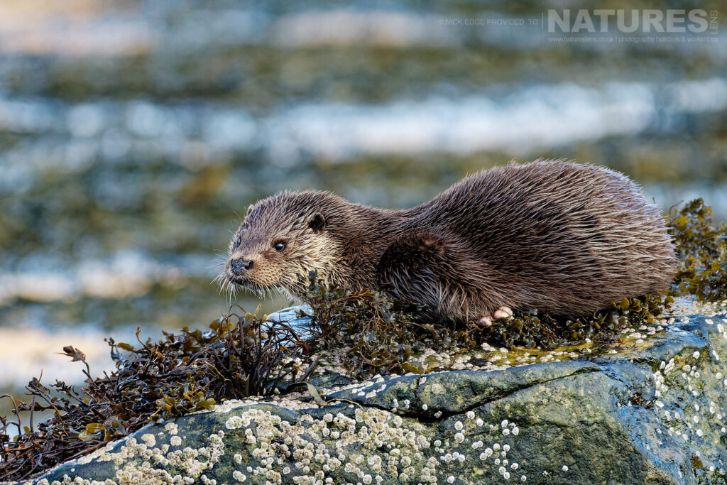 One of Mulls otters perched on a kelp covered rock photographed by Nick Edge during a NaturesLens Wildlife of Mull photography holiday