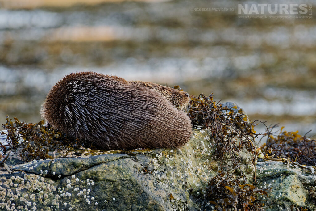 One of Mulls otters sleeps on a kelp covered rock photographed by Nick Edge during a NaturesLens Wildlife of Mull photography holiday