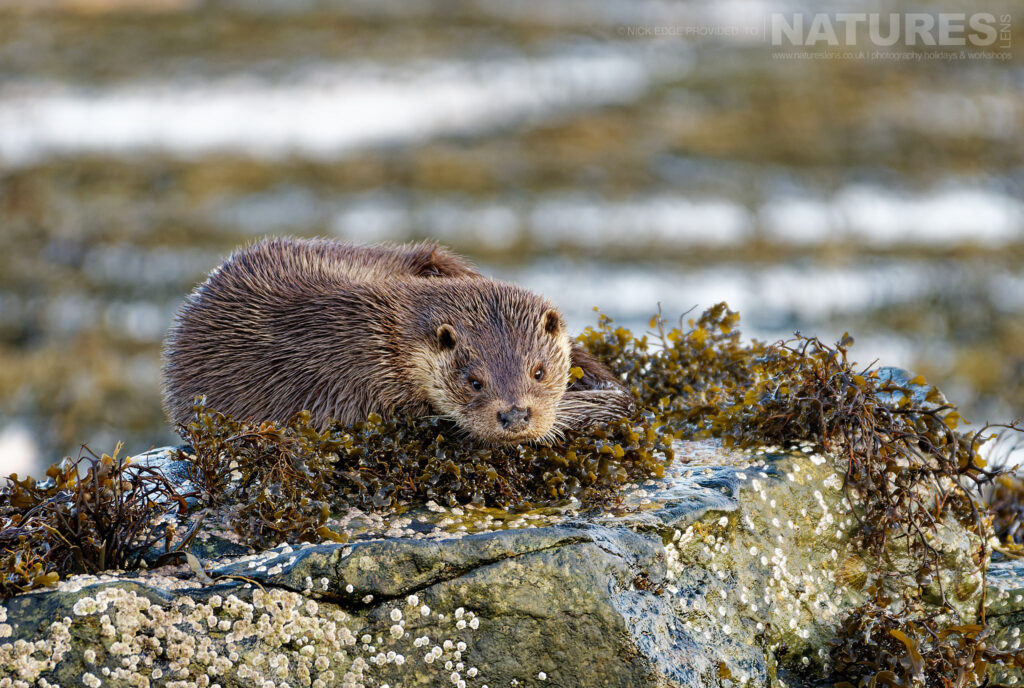 One of Mulls otters stares directly at the photographer from a kelp covered rock photographed by Nick Edge during a NaturesLens Wildlife of Mull photography holiday