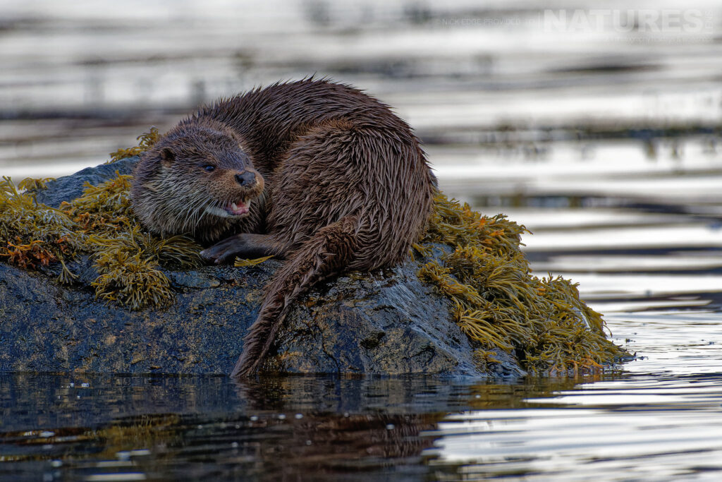 One of Mulls otters watches its surroundings from a kelp covered rock photographed by Nick Edge during a NaturesLens Wildlife of Mull photography holiday