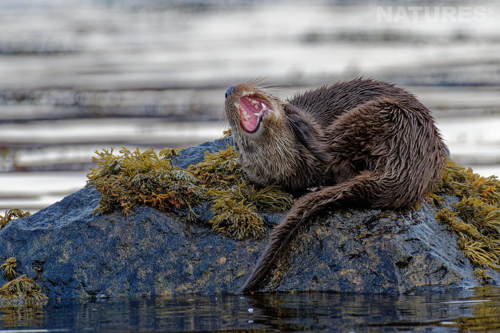 One of Mulls otters yawns whilst perched on a kelp covered rock photographed by Nick Edge during a NaturesLens Wildlife of Mull photography holiday