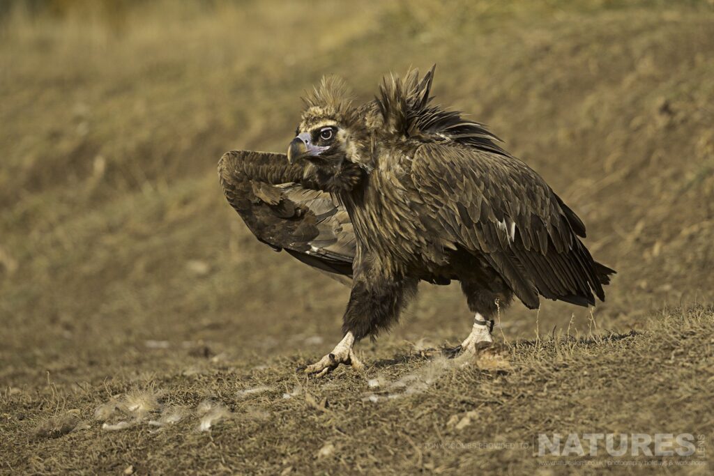 One of the Black Vultures strides across the mountain side photographed during the Lammergeier Golden Eagle photography holiday by Tony Coombs