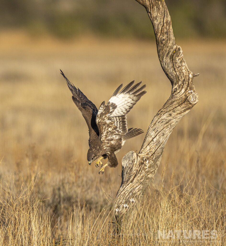 One of the Buzzards dives from a tree photographed during a NaturesLens Wildlife Photography Holiday to Spain