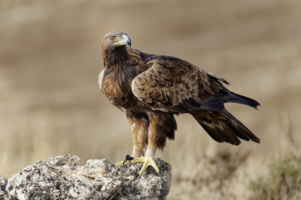 One of the Golden Eagles perched on a rock photographed at the locations used for the NaturesLens Eagles Other Birdlife of Northern Spain photography holiday