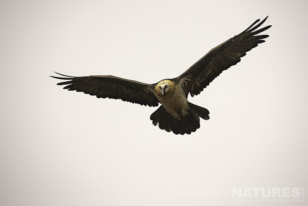 One of the Lammergeier hangs in the air above the scavenger site photographed during the Lammergeier Golden Eagle photography holiday by Tony Coombs