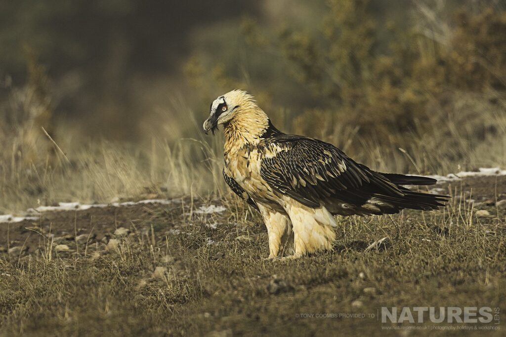 One of the Lammergeier posed across the mountain side photographed during the Lammergeier Golden Eagle photography holiday by Tony Coombs