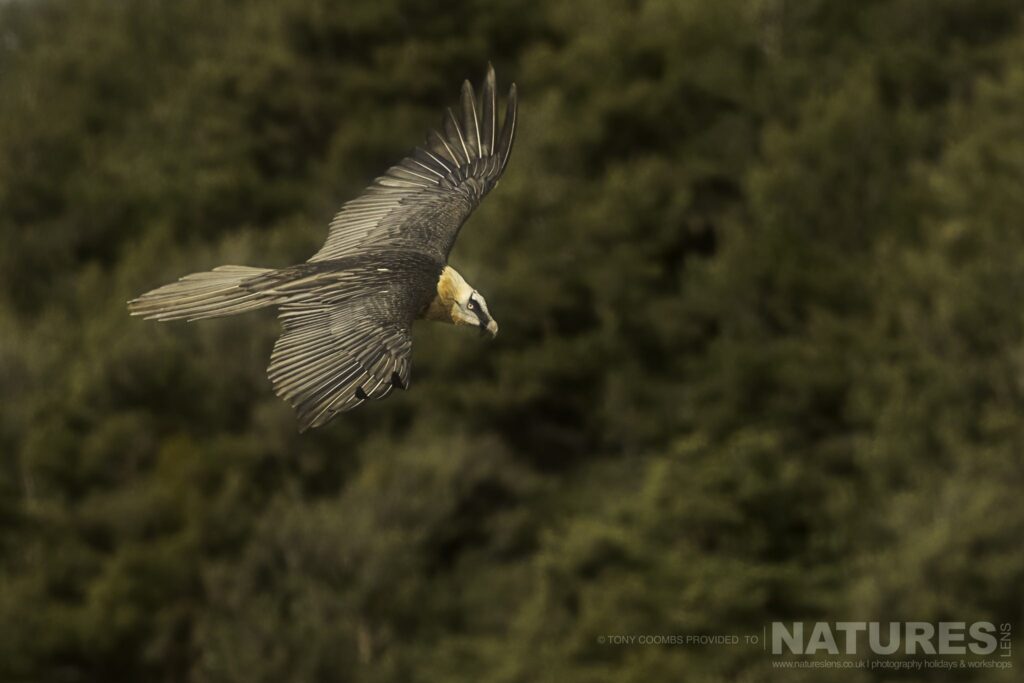 One of the Lammergeier soars in the air against the backdrop of a mountain side photographed during the Lammergeier Golden Eagle photography holiday by Tony Coombs