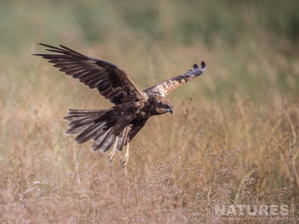 One of the Marsh Harriers comes in to land photographed during a NaturesLens Wildlife Photography Holiday to Spain