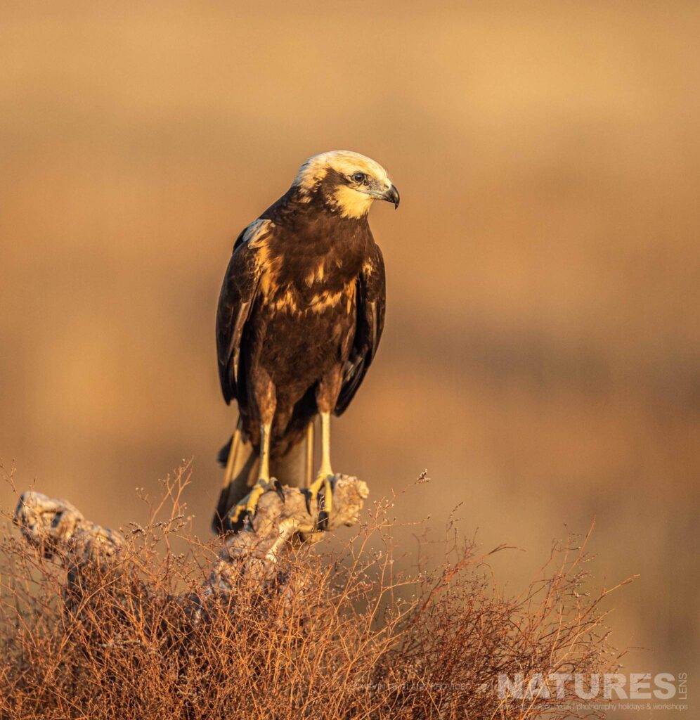 One of the Marsh Harriers perched on a branch photographed during a NaturesLens Wildlife Photography Holiday to Spain