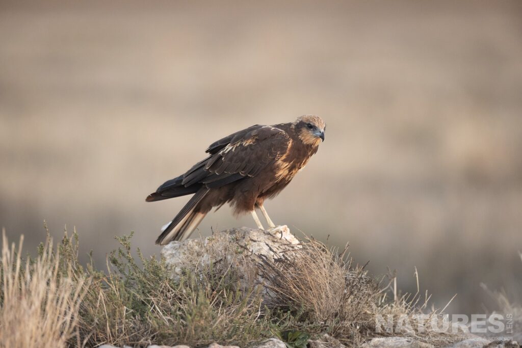 One of the Marsh Harriers perched on a rock photographed during a NaturesLens Wildlife Photography Holiday to Spain