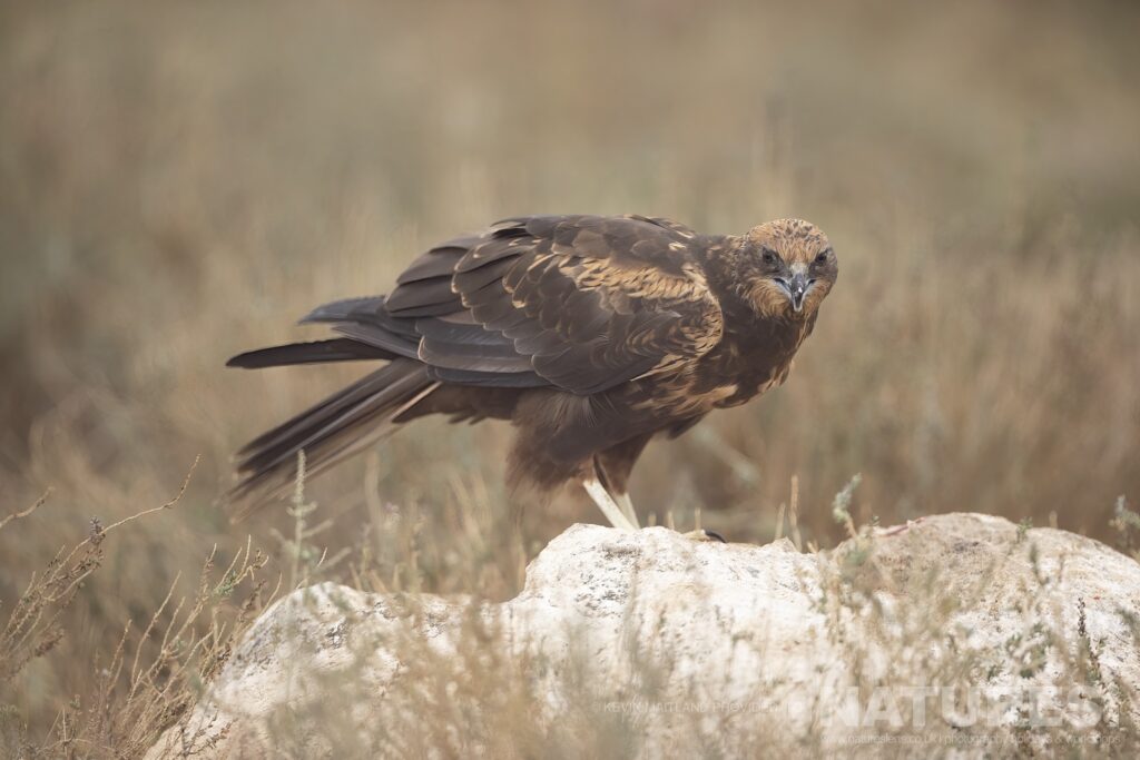 One of the Marsh Harriers perched on a rocky outcrop photographed during a NaturesLens Wildlife Photography Holiday to Spain