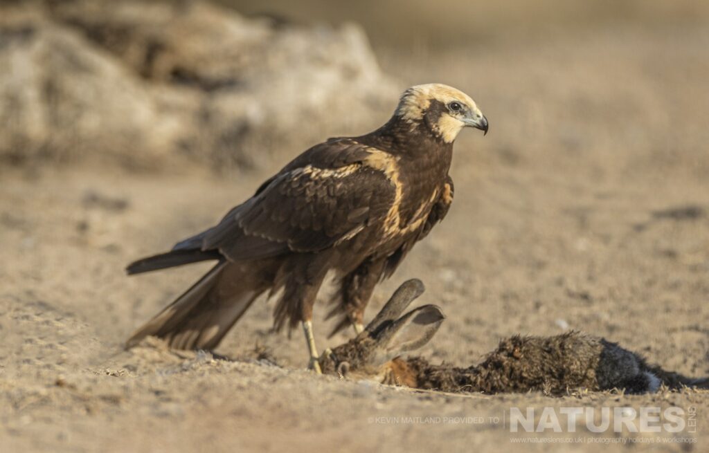 One of the Marsh Harriers with a tasty rabbit photographed during a NaturesLens Wildlife Photography Holiday to Spain