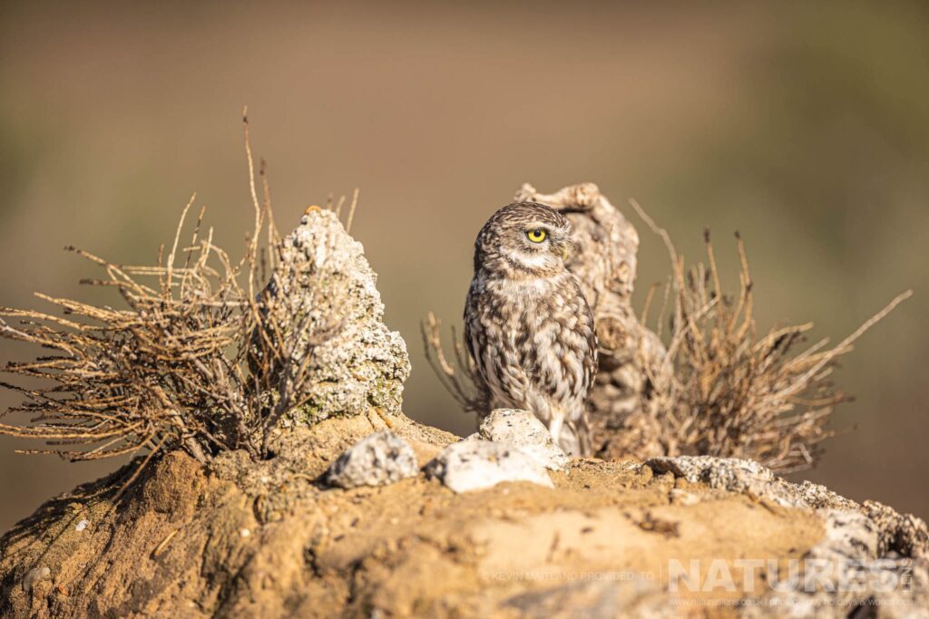 One of the estates Little Owls perched on a rock photographed during a NaturesLens Wildlife Photography Holiday to Spain