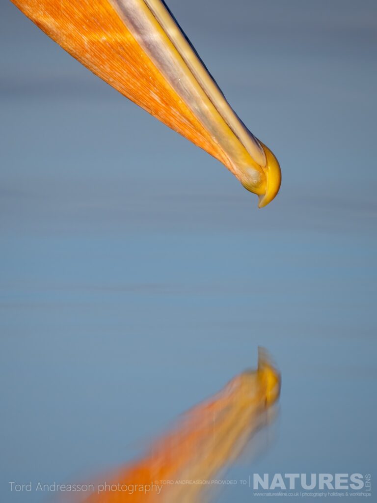 A detail image showing the beak of one of Kerkinis Pelicans photographed by Tord Andreasson