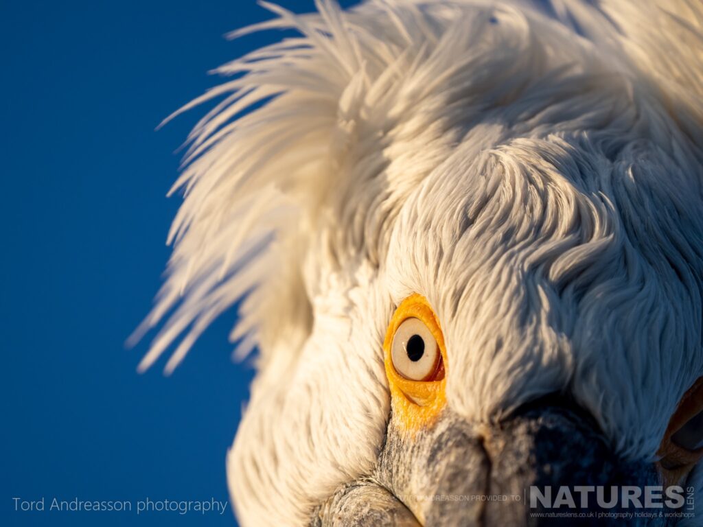 A detail image showing the eye of one of Kerkinis Dalmatian Pelicans photographed by Tord Andreasson