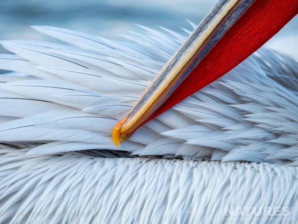 A detail image showing the feathers beak of one of Kerkinis Dalmatian Pelicans photographed by Tord Andreasson