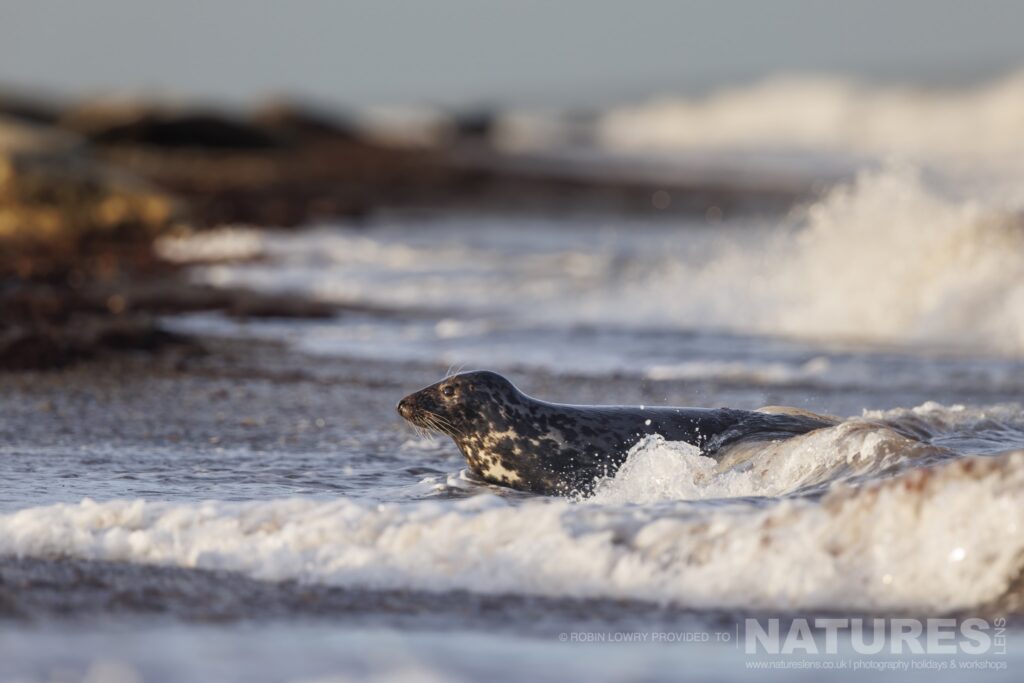 A lone juvenile seal relaxing in the surf photographed by Robin Lowry whilst leading the NaturesLens Seals of Norfolk photography holiday